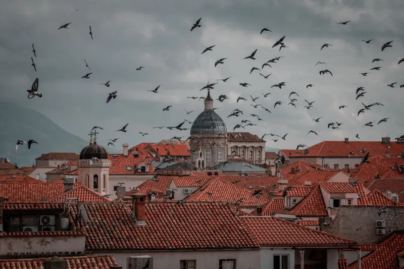 This Town Accidentally Declared War on Pigeons in 1891 — and Technically Never Stopped