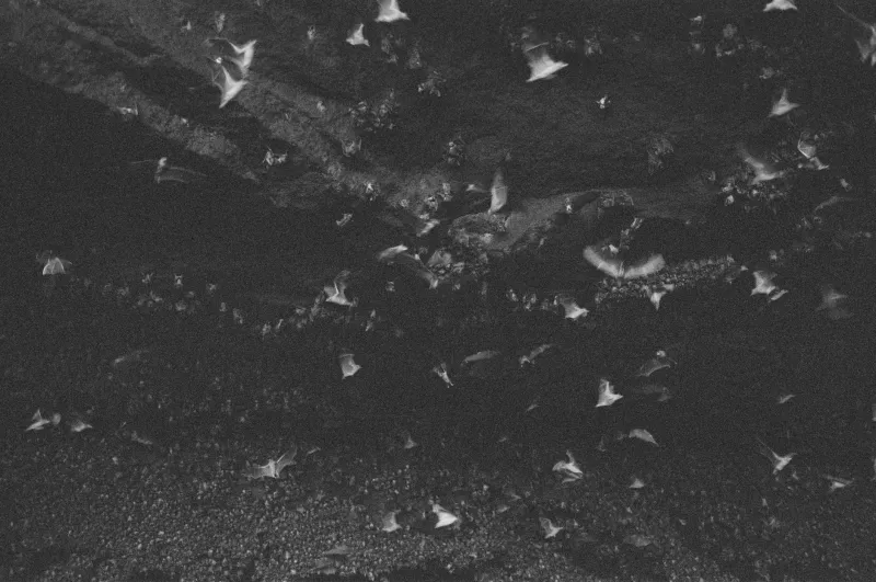 The Dentist Who Convinced the U.S. Military to Strap Bombs to Bats — and Almost Pulled It Off